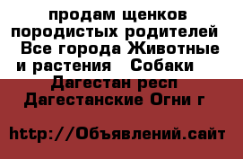 продам щенков породистых родителей - Все города Животные и растения » Собаки   . Дагестан респ.,Дагестанские Огни г.